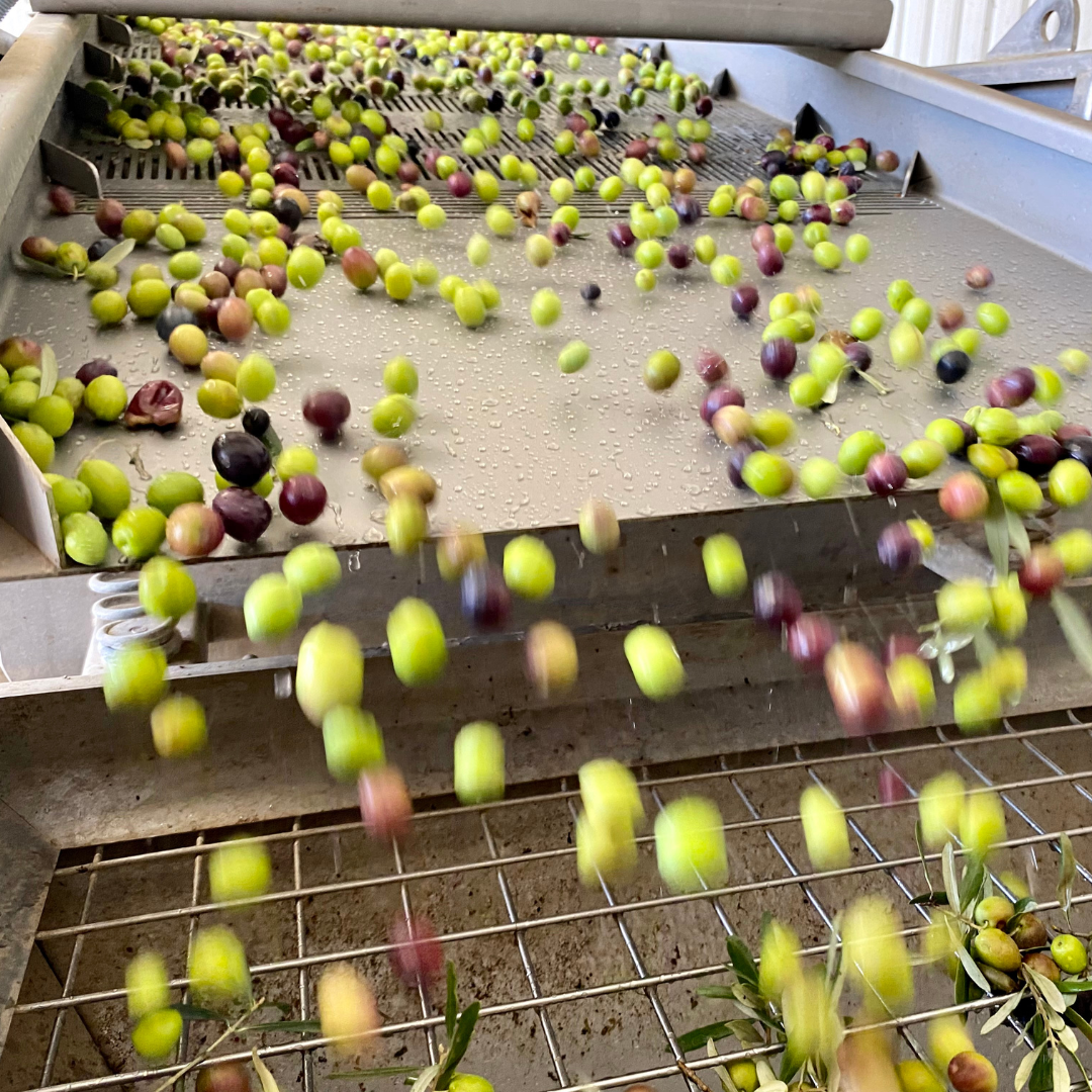 How is Olive Oil Produced?