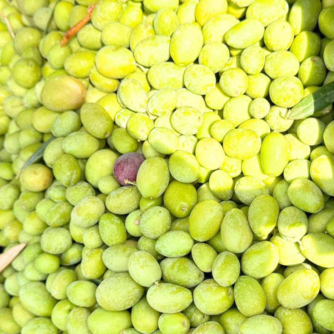 Turkish Olive Oil Varieties: Characteristics and Culinary Uses