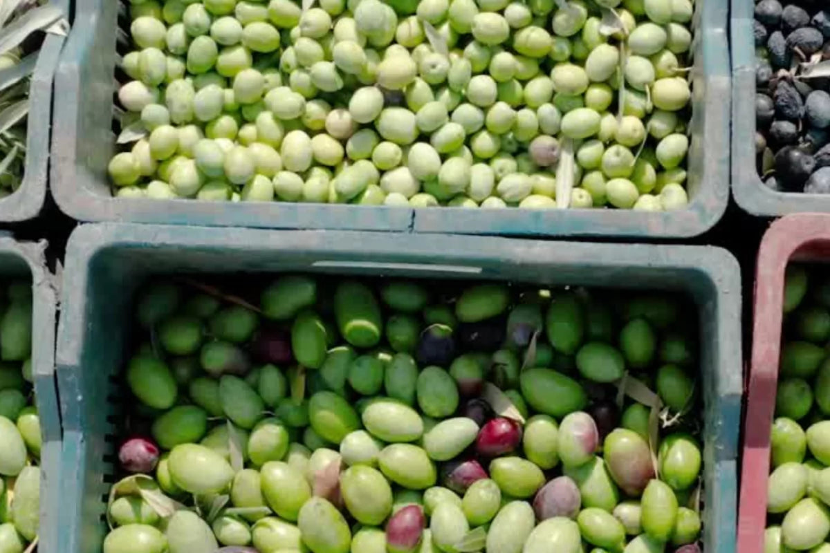 Types of Olive Oil - Olive Oil Varieties